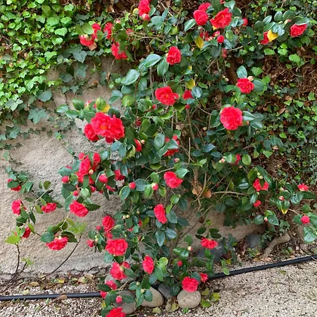 Bed & Breakfast A La De De Lau 3*