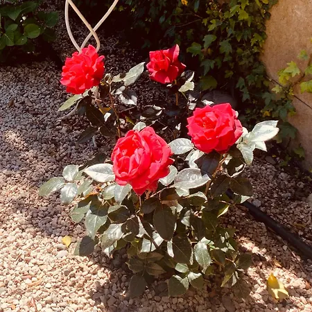 A La De De Lau Bed & Breakfast 3*